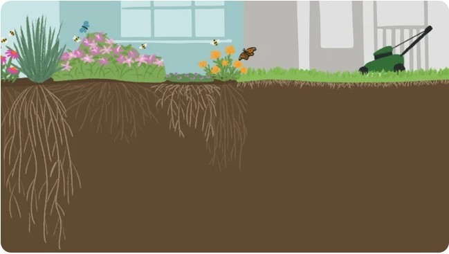 turf lawn