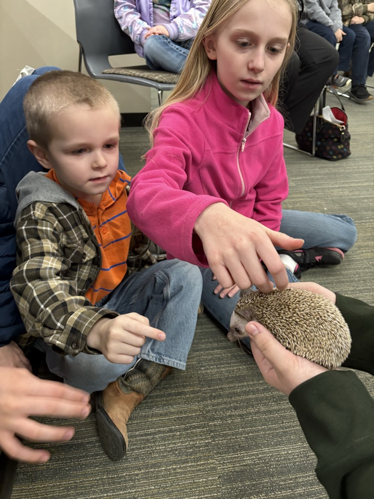 weird pets: hedgehog