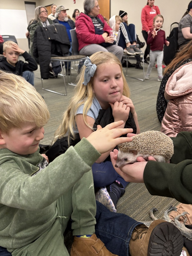 weird pets: hedgehog
