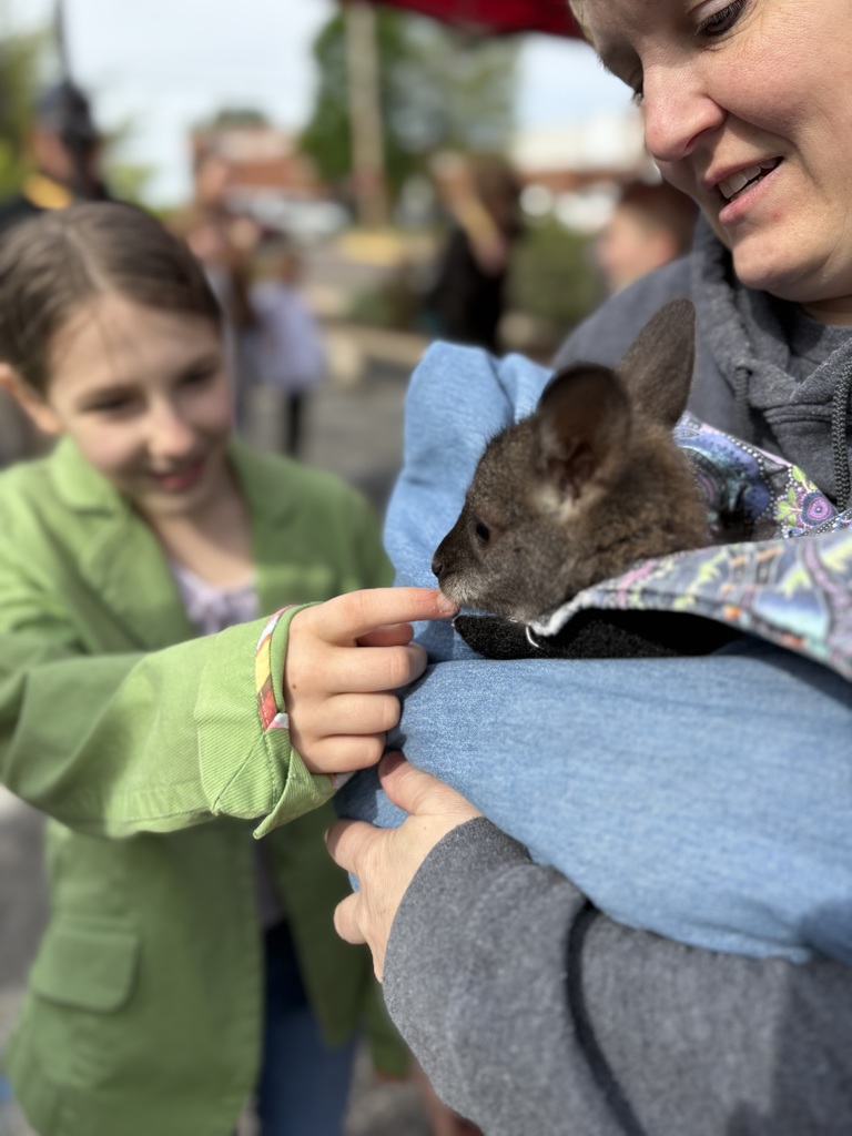 Petting a baby wallaby