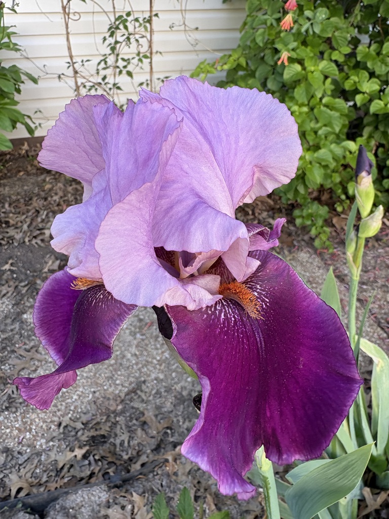 Purple Iris