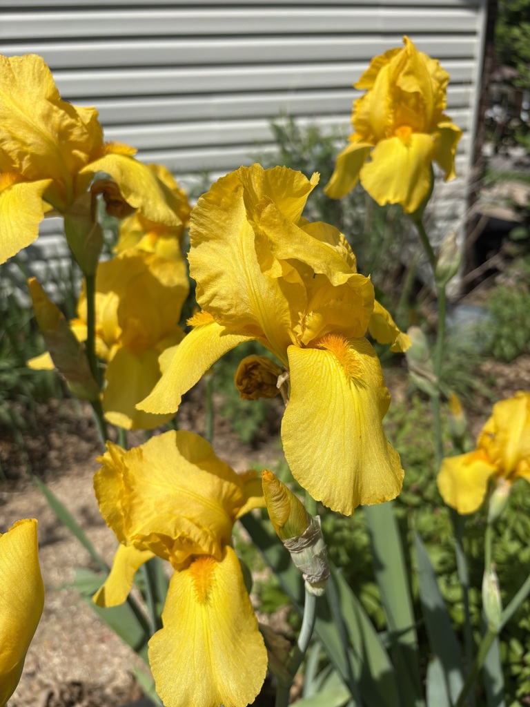 Yellow Iris