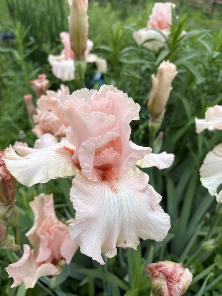 Soft pink and white iris with a twinge of yellow
