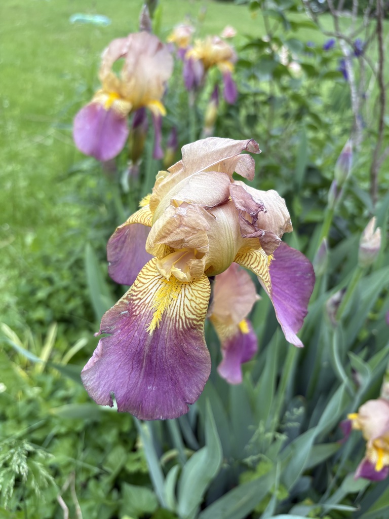 Purple-Yellow Iris