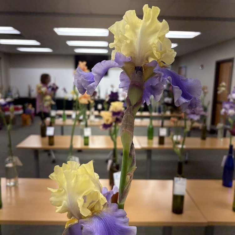 Iris in the library meeting room
