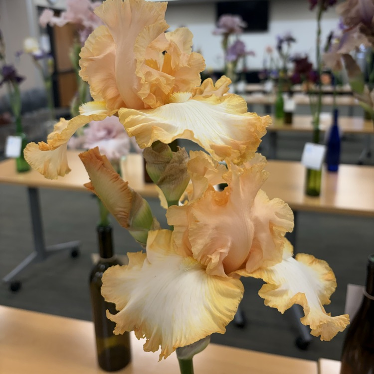Iris in the library meeting room