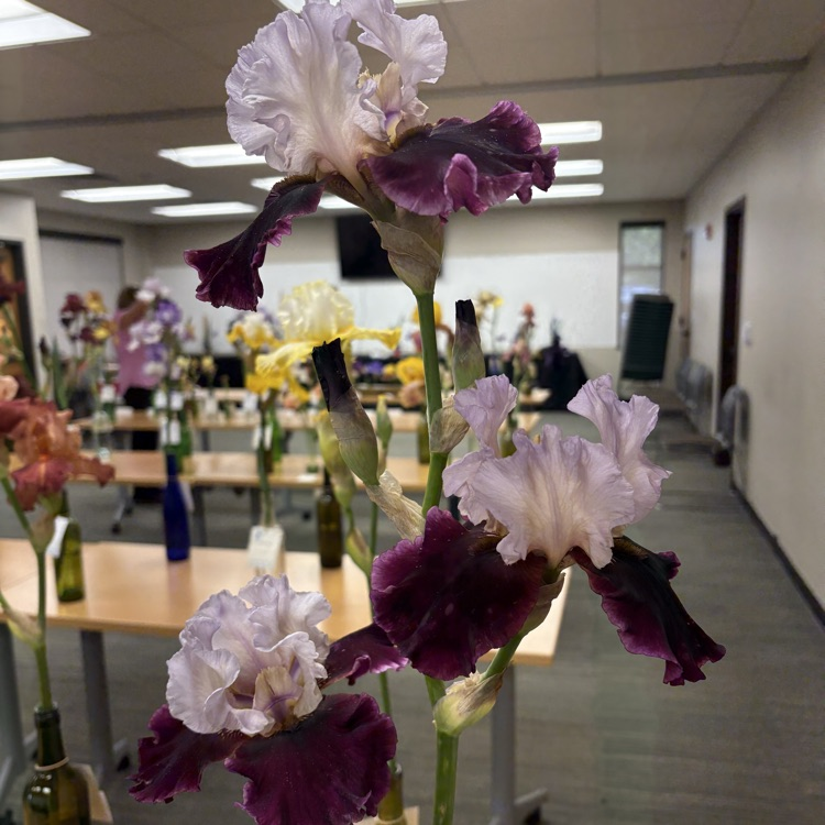 Iris in the library meeting room