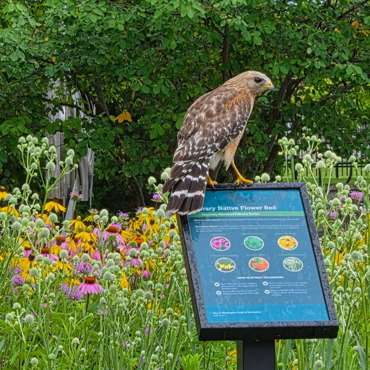 hawk at the native garden