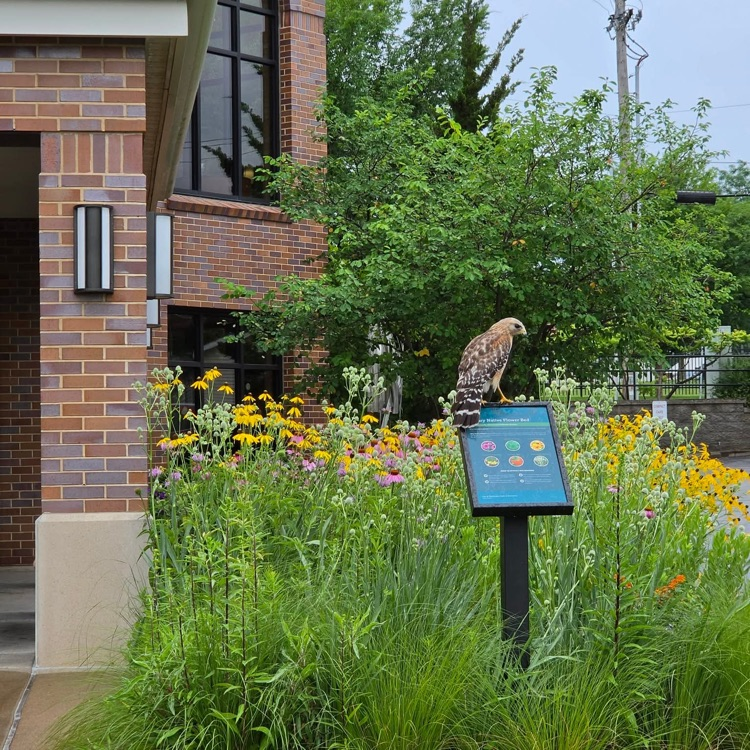 hawk at the native garden