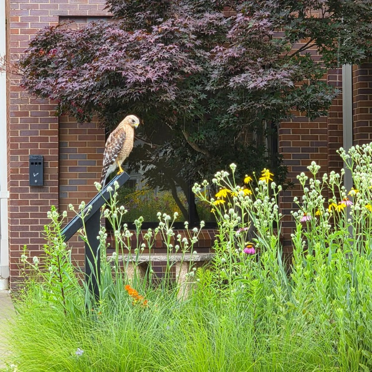 hawk at the native garden