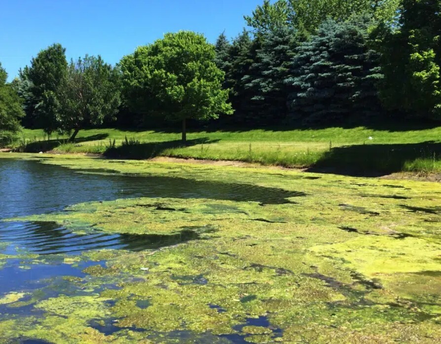 Algae bloom in a pond