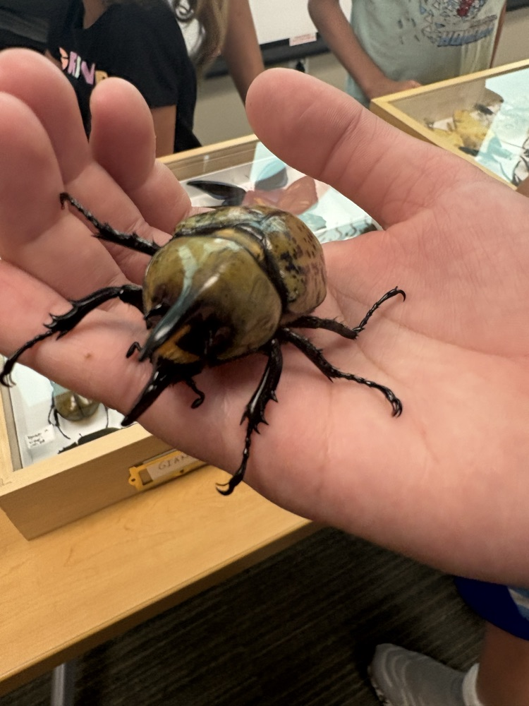 live beetle