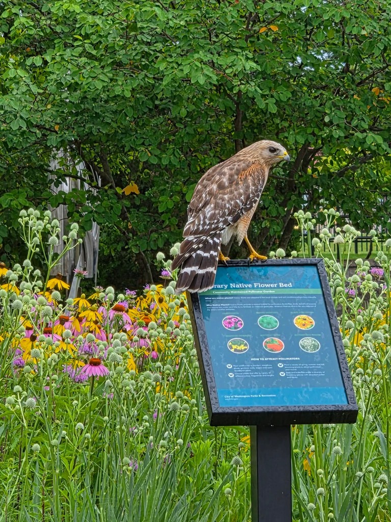 Red-Tailed Hawk