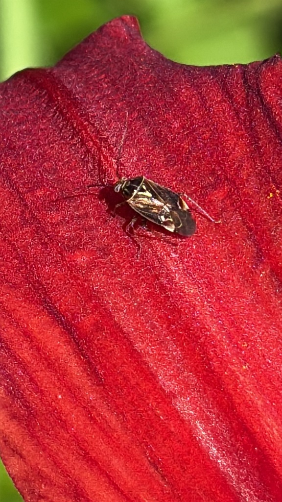 North American Tarnished Plant Bug