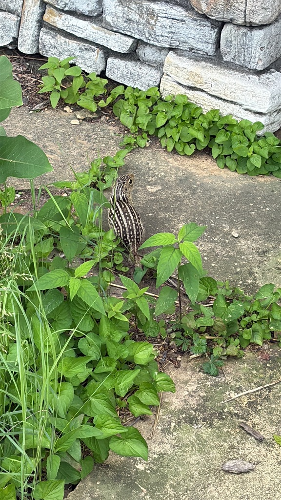 Thirteen-Lined Ground Squirrel