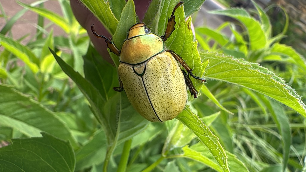 Golden Beetle