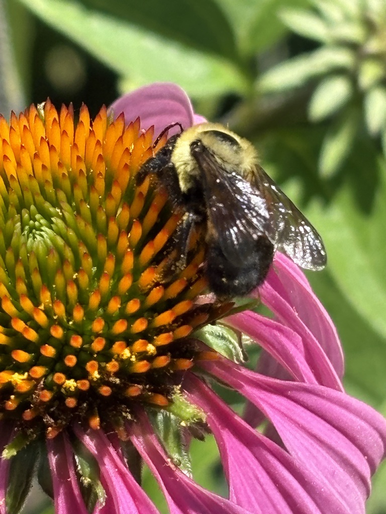 Carpenter Bee on a Coneflower