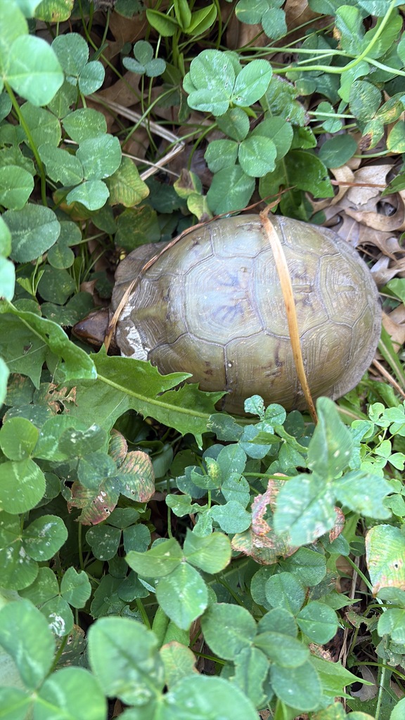Three-Toed Box Turtle