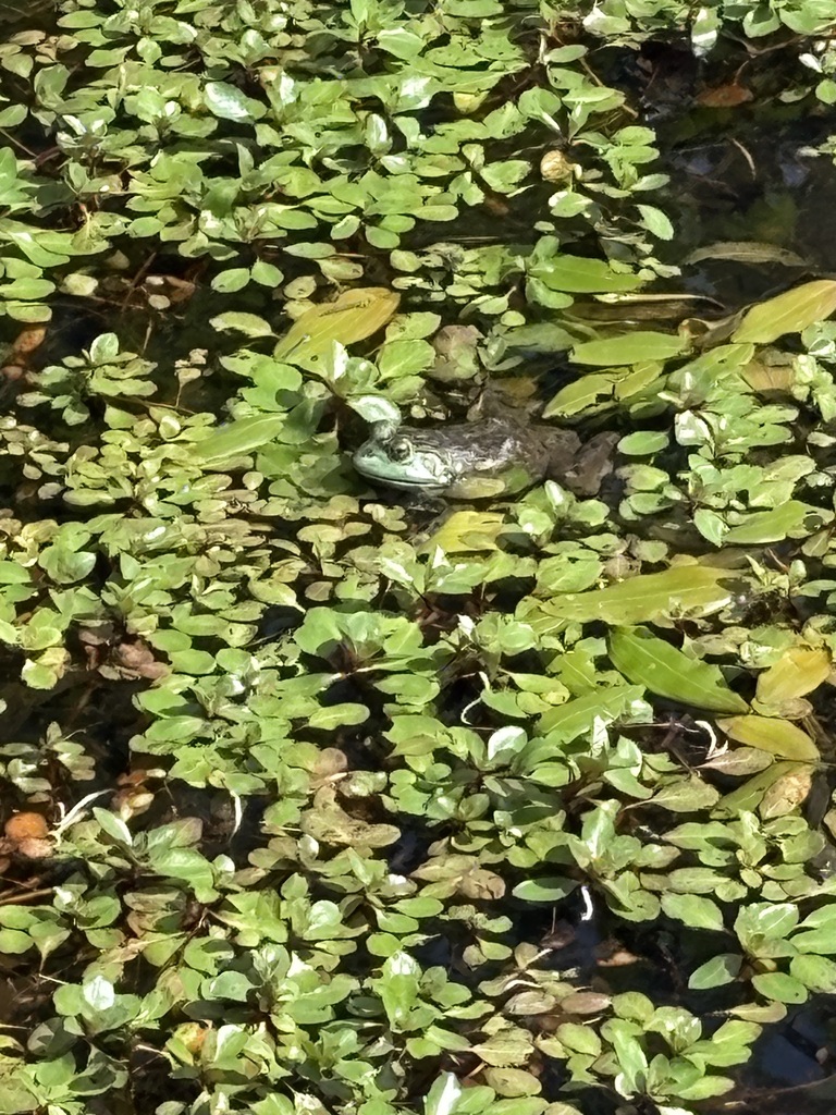 American Bullfrog