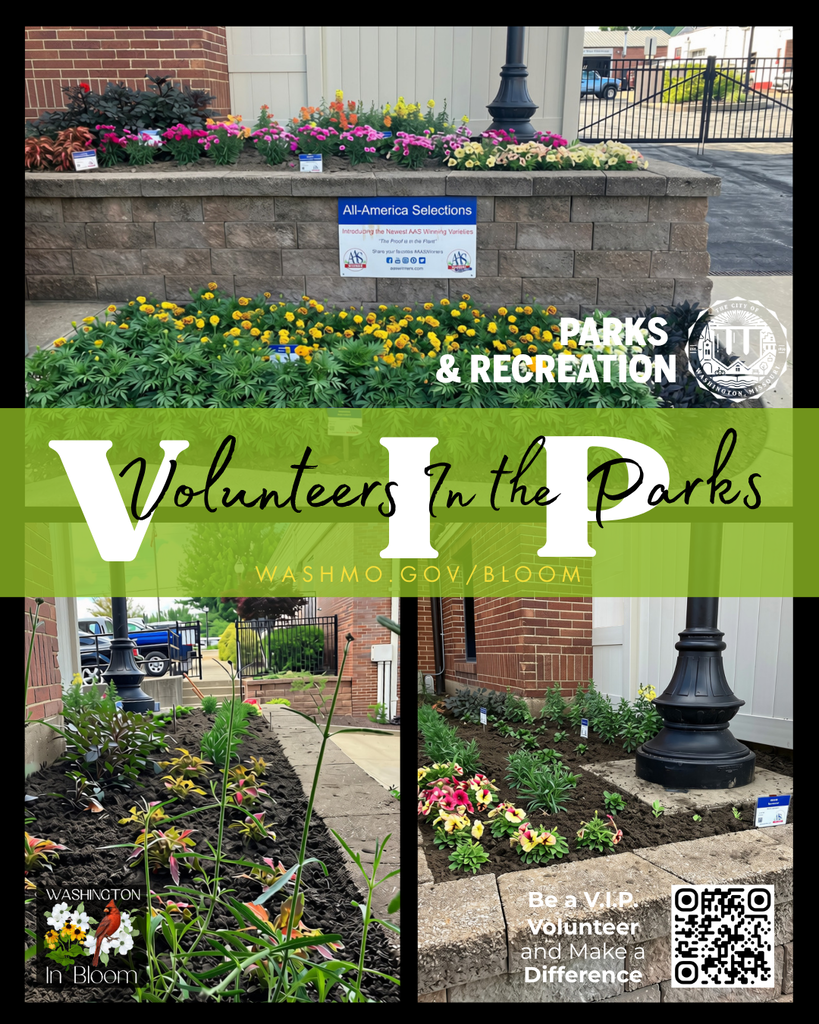 VIP: Volunteers In The Parks. The Image is of the flowers planted between City Hall and the Library. This All-American Select Winner Garden was started from seed by out Washington In Bloom group.