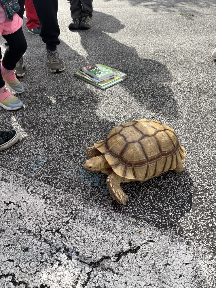 party paws tortoise