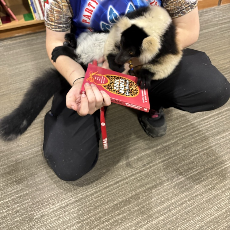 lemur in the library