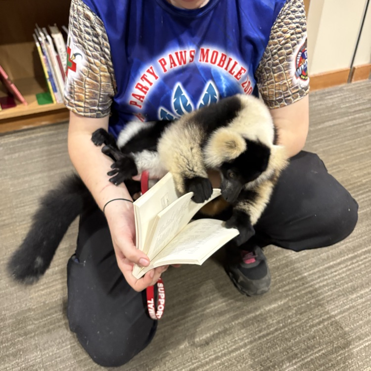 lemur in the library