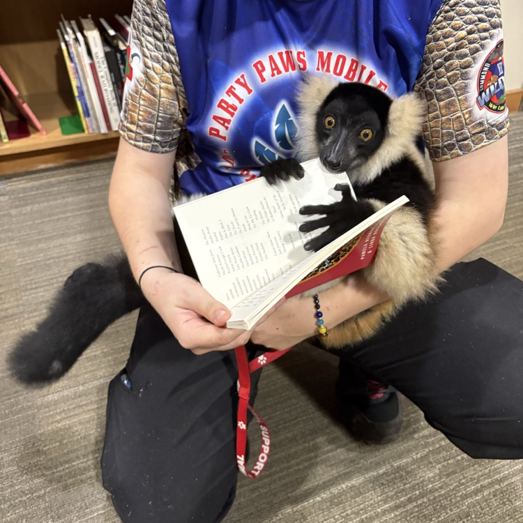lemur in the library