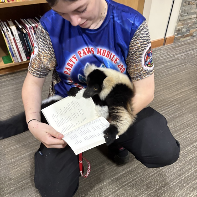 lemur in the library