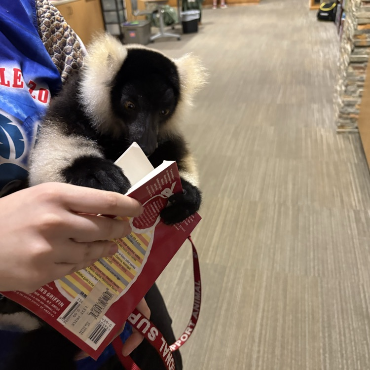 lemur in the library