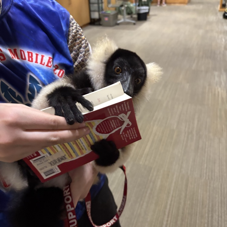 lemur in the library