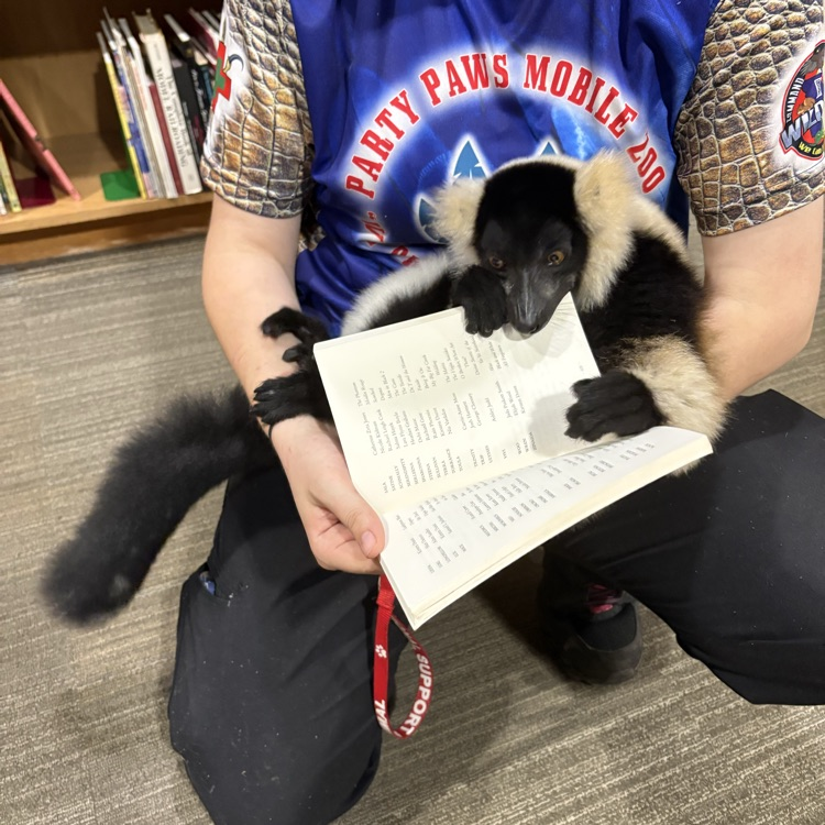lemur in the library