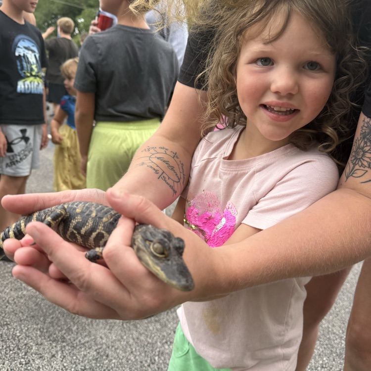 baby alligator