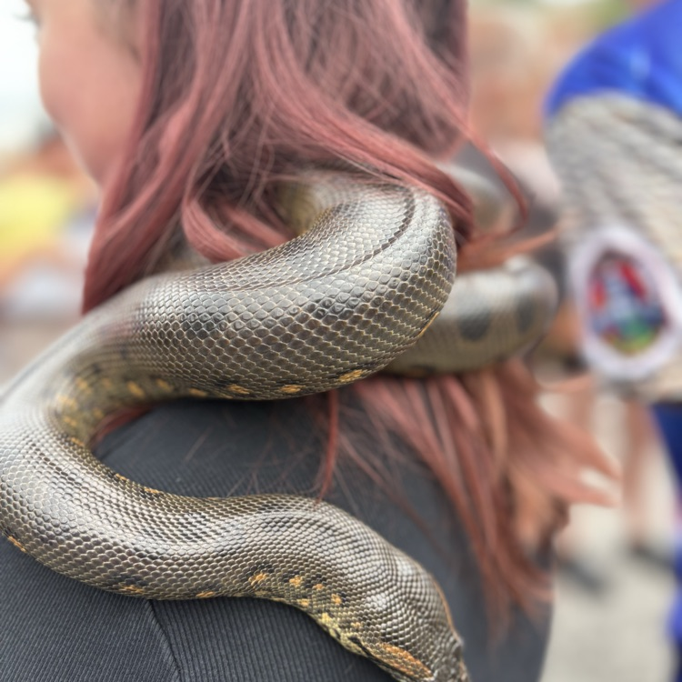 anaconda