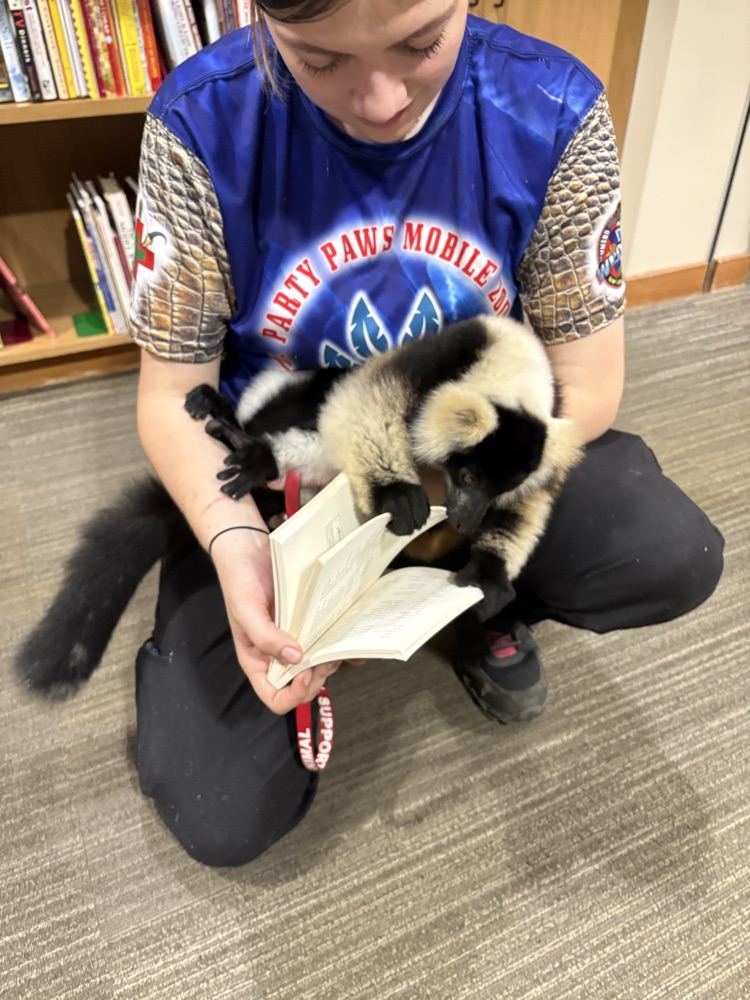 lemur
