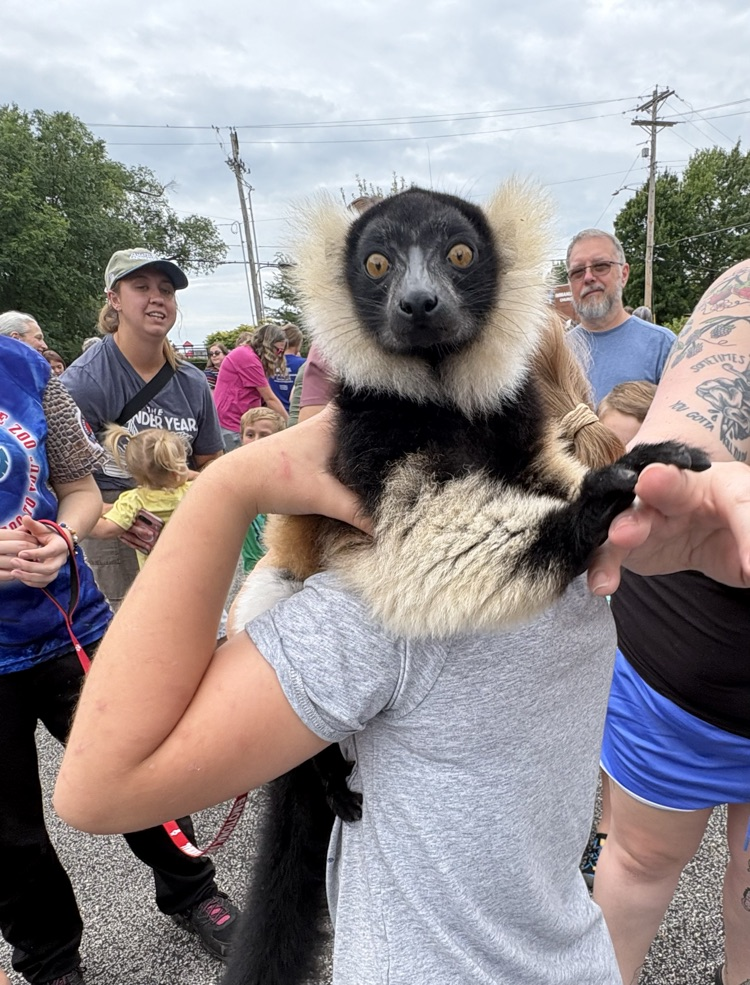 lemur
