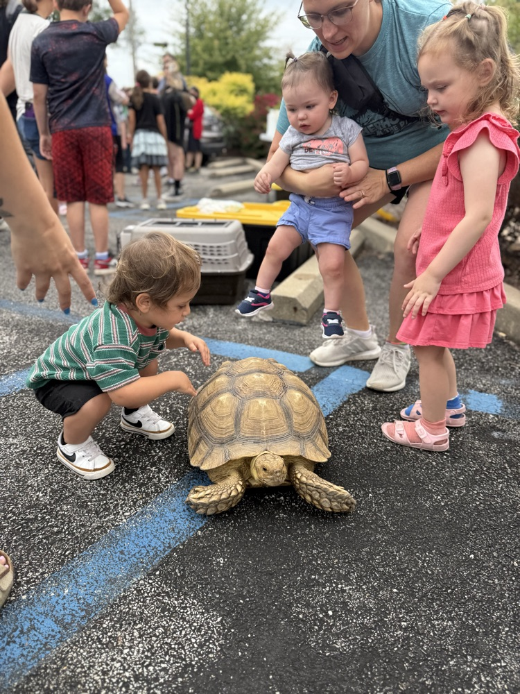 tortoise