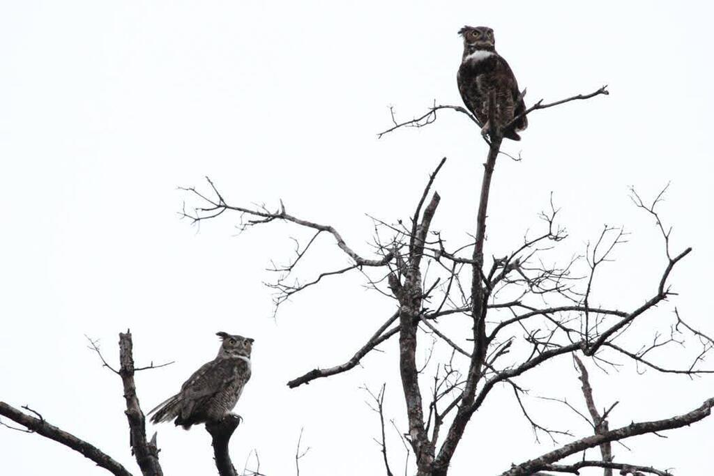Owls in the wild