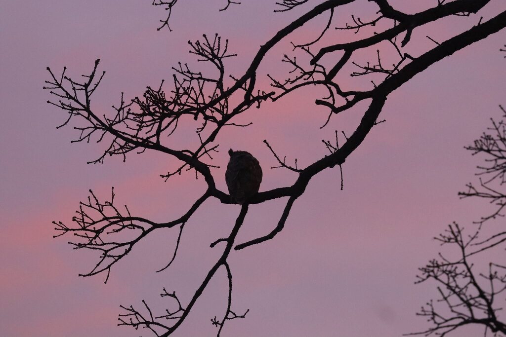 Owls in the wild