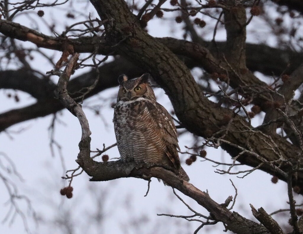 Owls in the wild