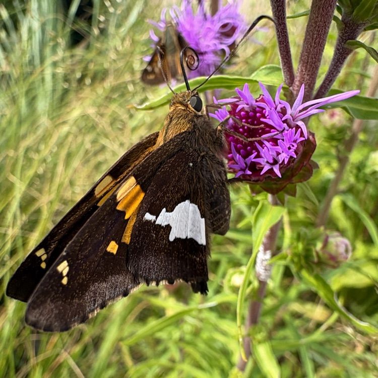 pollinator in the library gardens