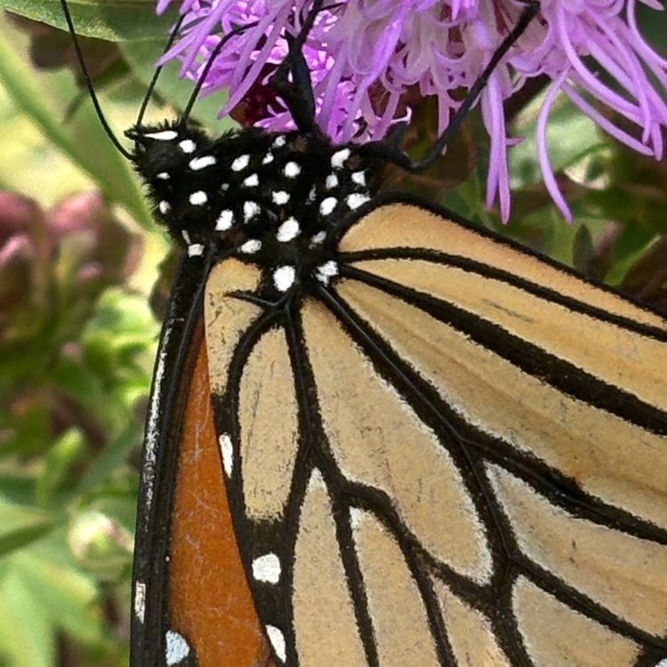 pollinator in the library gardens