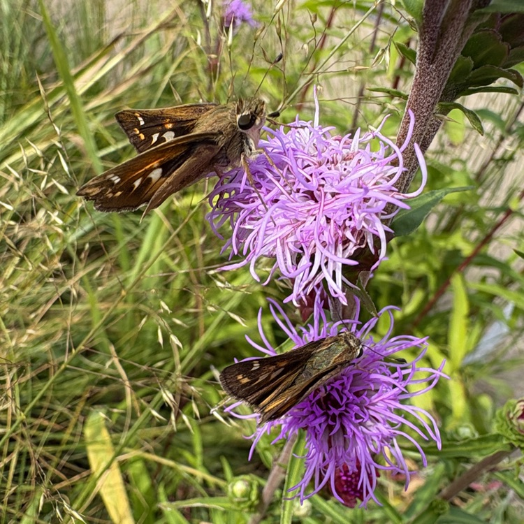 pollinator in the library gardens