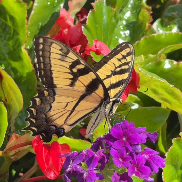 pollinator in the library gardens