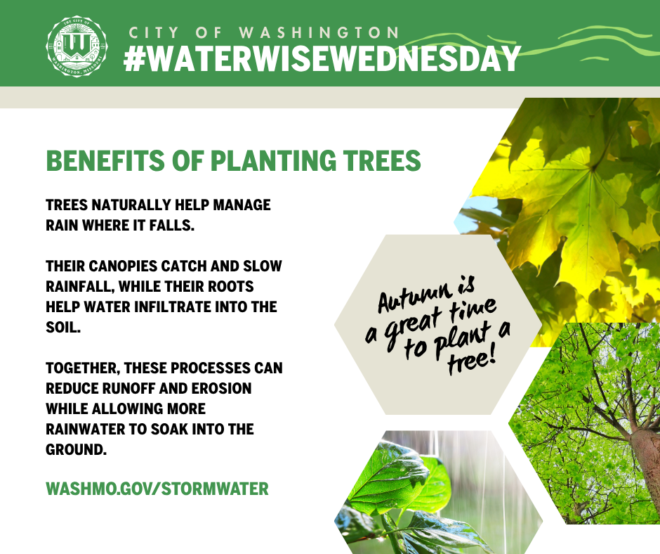 Tree planting benefits and images of trees and foliage