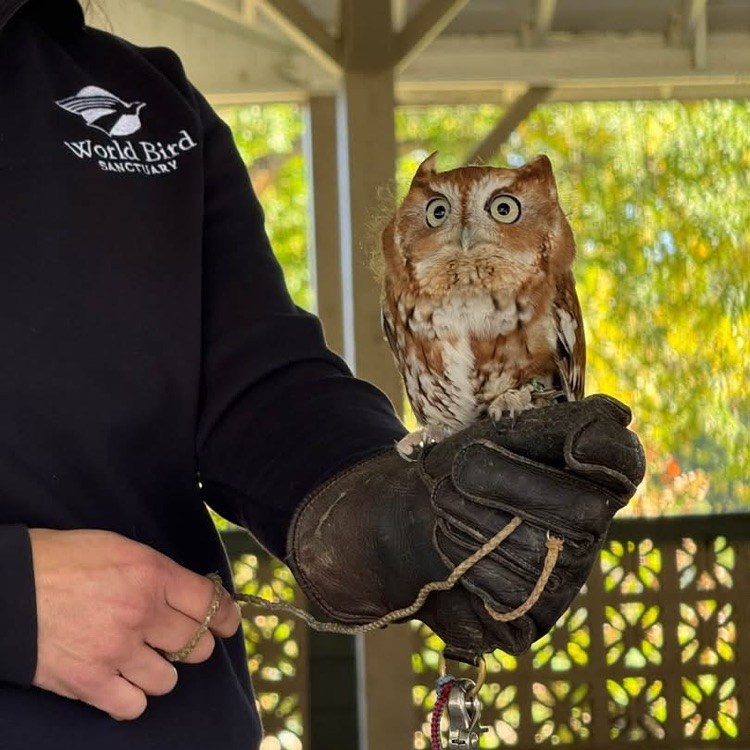 owl