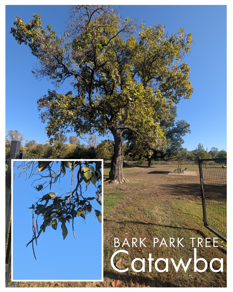 Bark Park Tree: Catawaba. Image of a large tree in the middle of the dog park at Bark Park with a smaller second image of the string been looking seed pods hanging off a branch