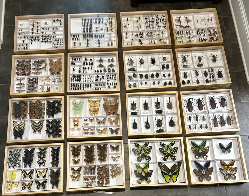 Preserved pollinators and other bugs