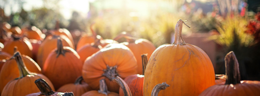 Image of piles of pumpkins in the sun
