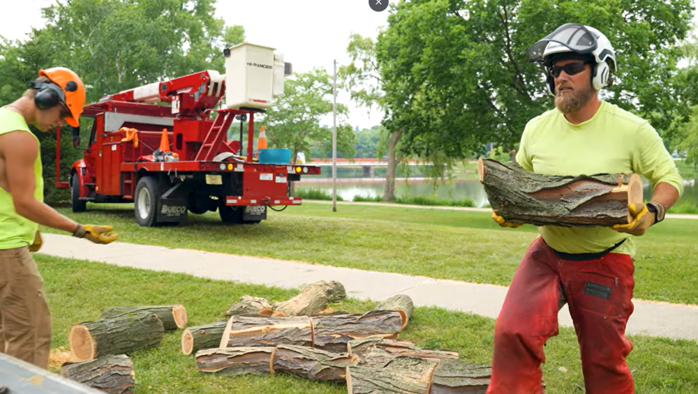 City workers trimming trees in Riverside Park. The workers are wearing safety gear and carrying logs to load on to a truck.